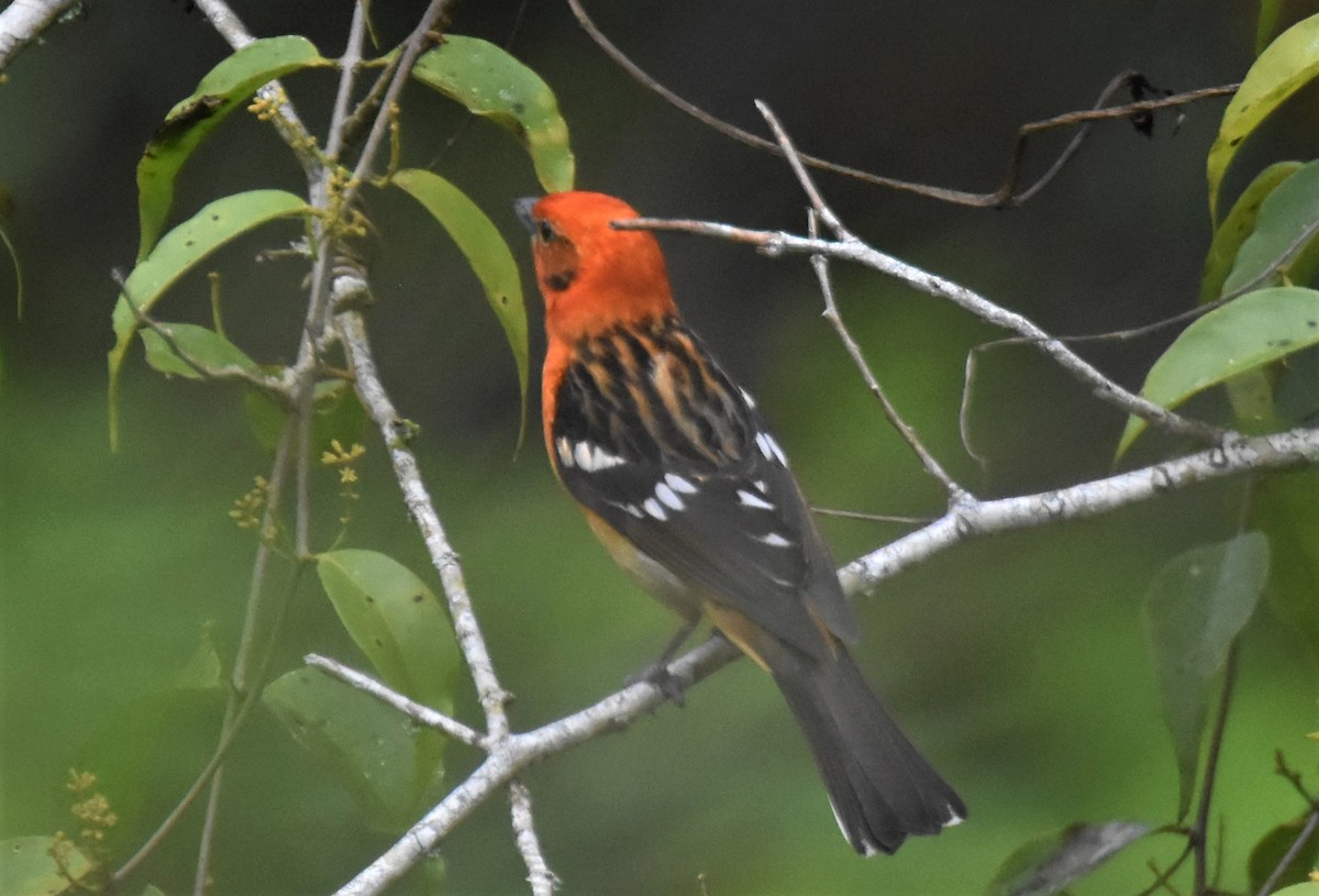 Flame-colored Tanager - ML620721847