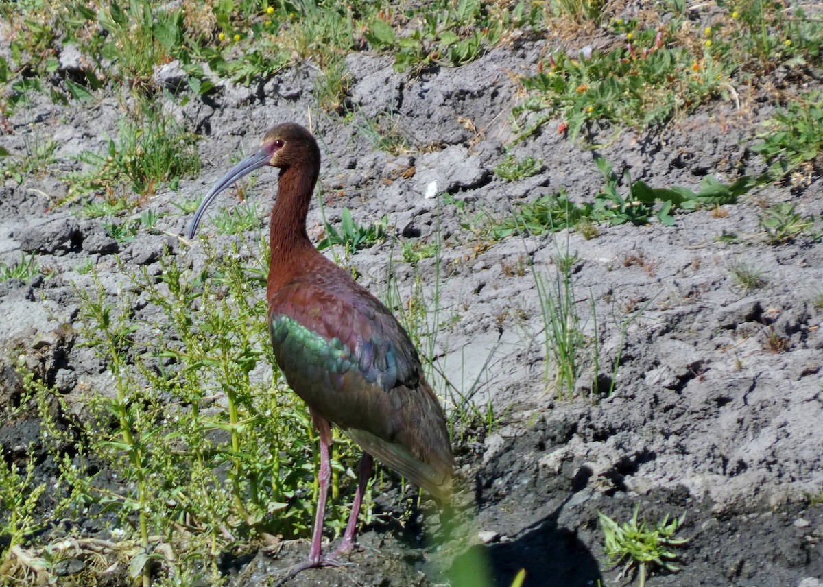 White-faced Ibis - ML620721848