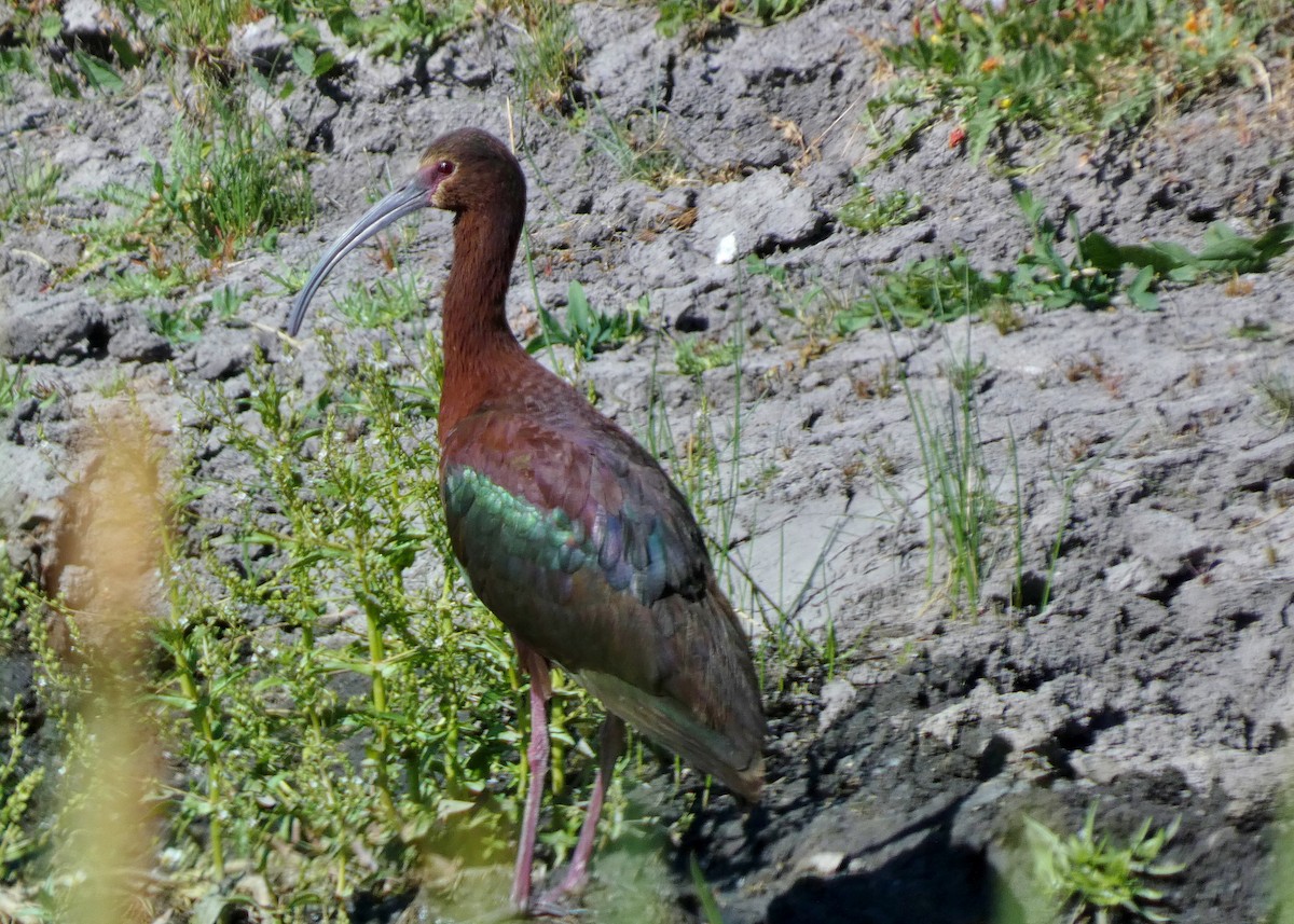 White-faced Ibis - ML620721850