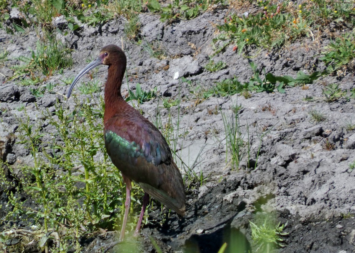 Ibis à face blanche - ML620721851