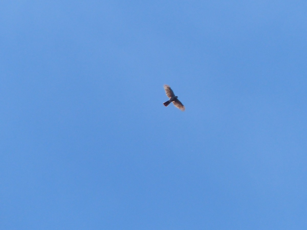 Eurasian Sparrowhawk - ML620721852