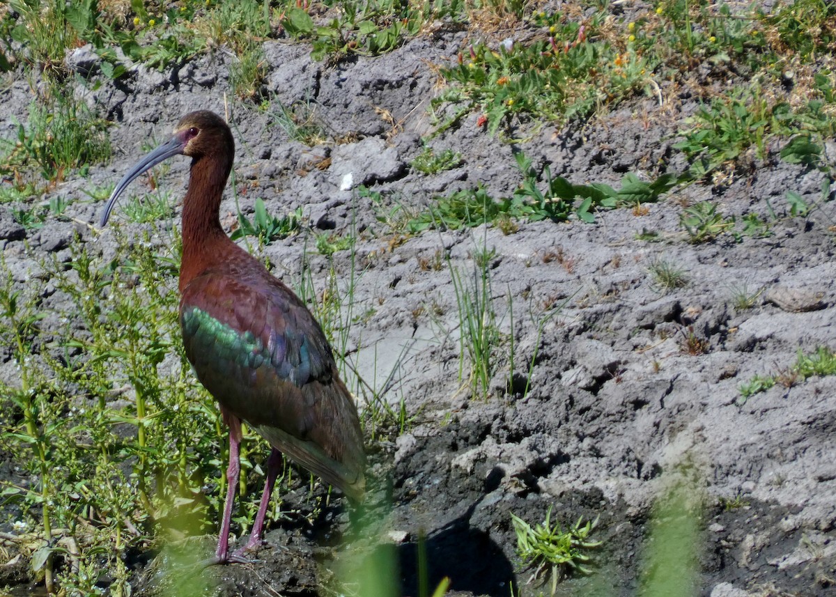 White-faced Ibis - ML620721853