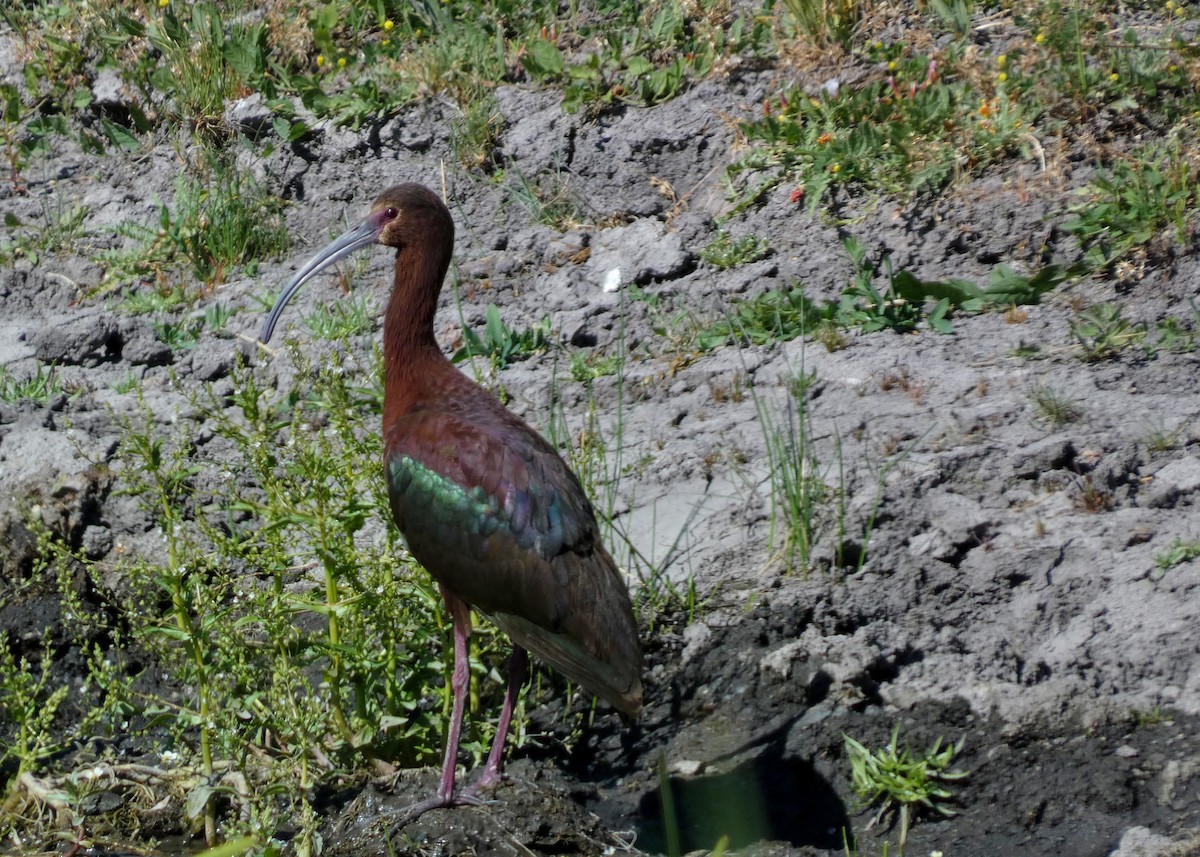 Ibis à face blanche - ML620721854