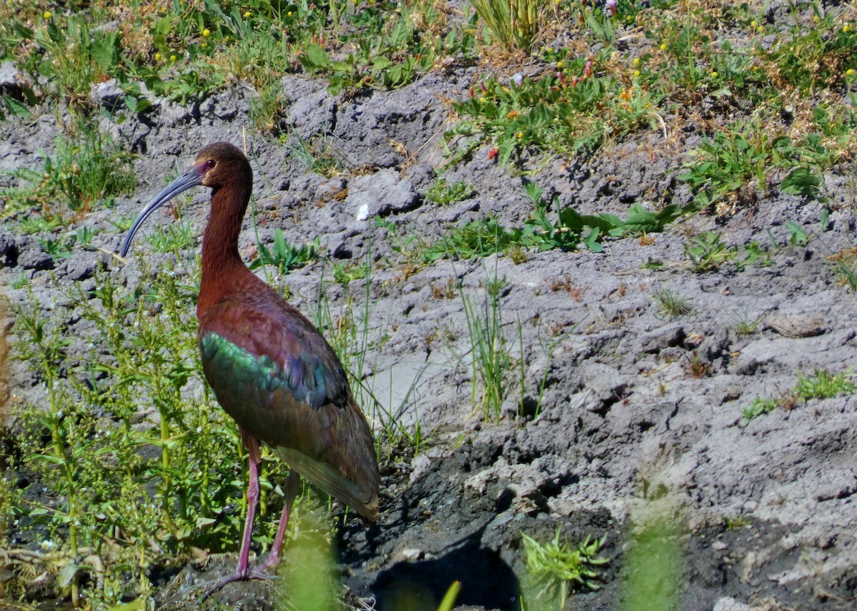 White-faced Ibis - ML620721855