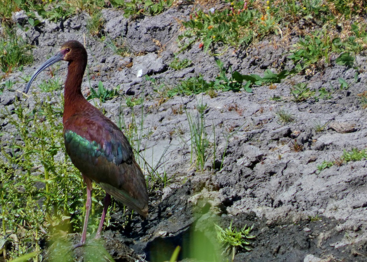 Ibis à face blanche - ML620721856