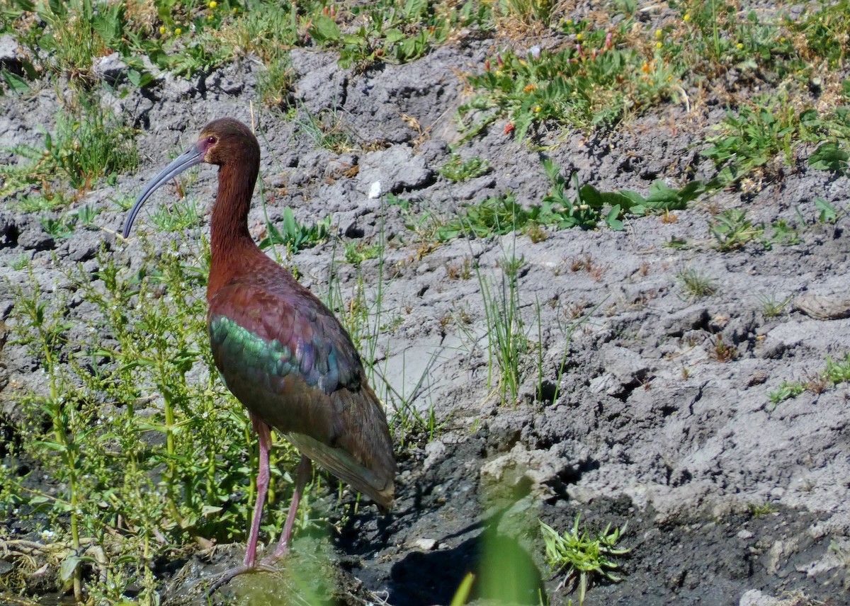 Ibis à face blanche - ML620721859