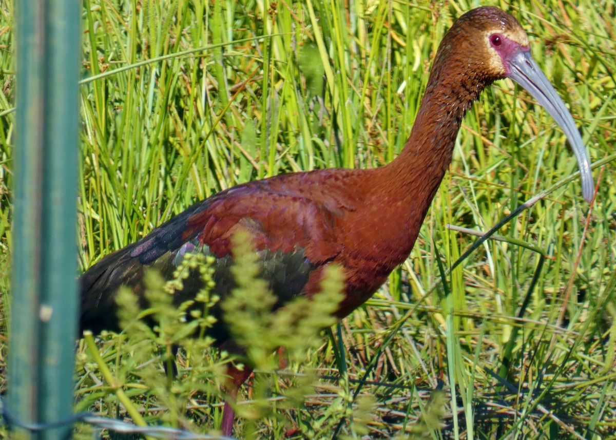 White-faced Ibis - ML620721860