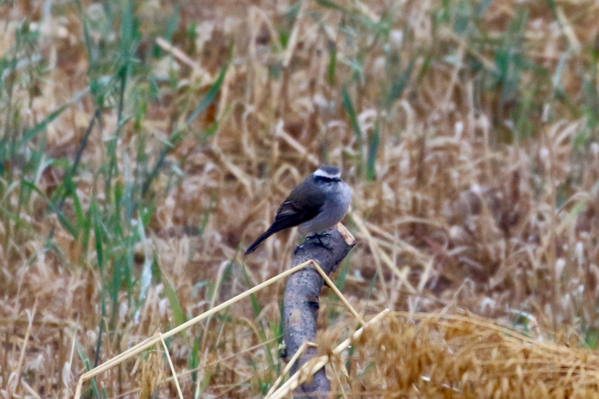 White-browed Chat-Tyrant - ML620721861