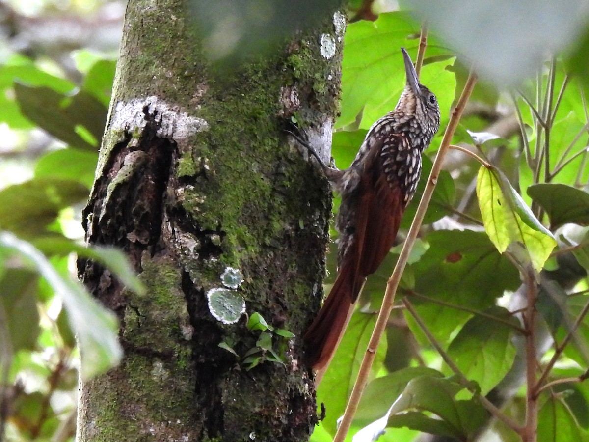 Black-striped Woodcreeper - ML620721865