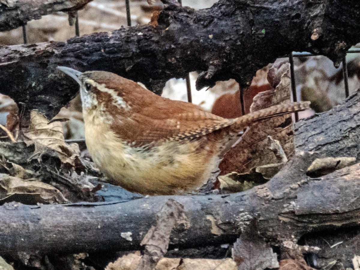 Carolina Wren - ML620721866