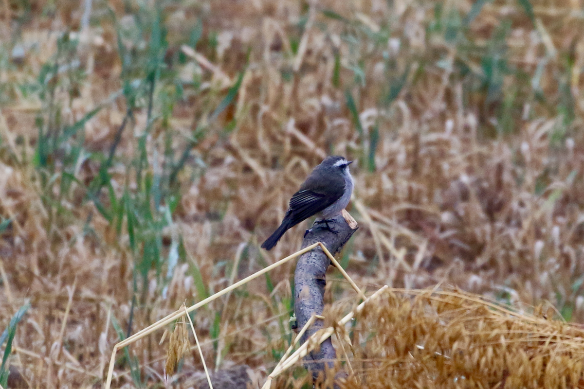 White-browed Chat-Tyrant - ML620721867