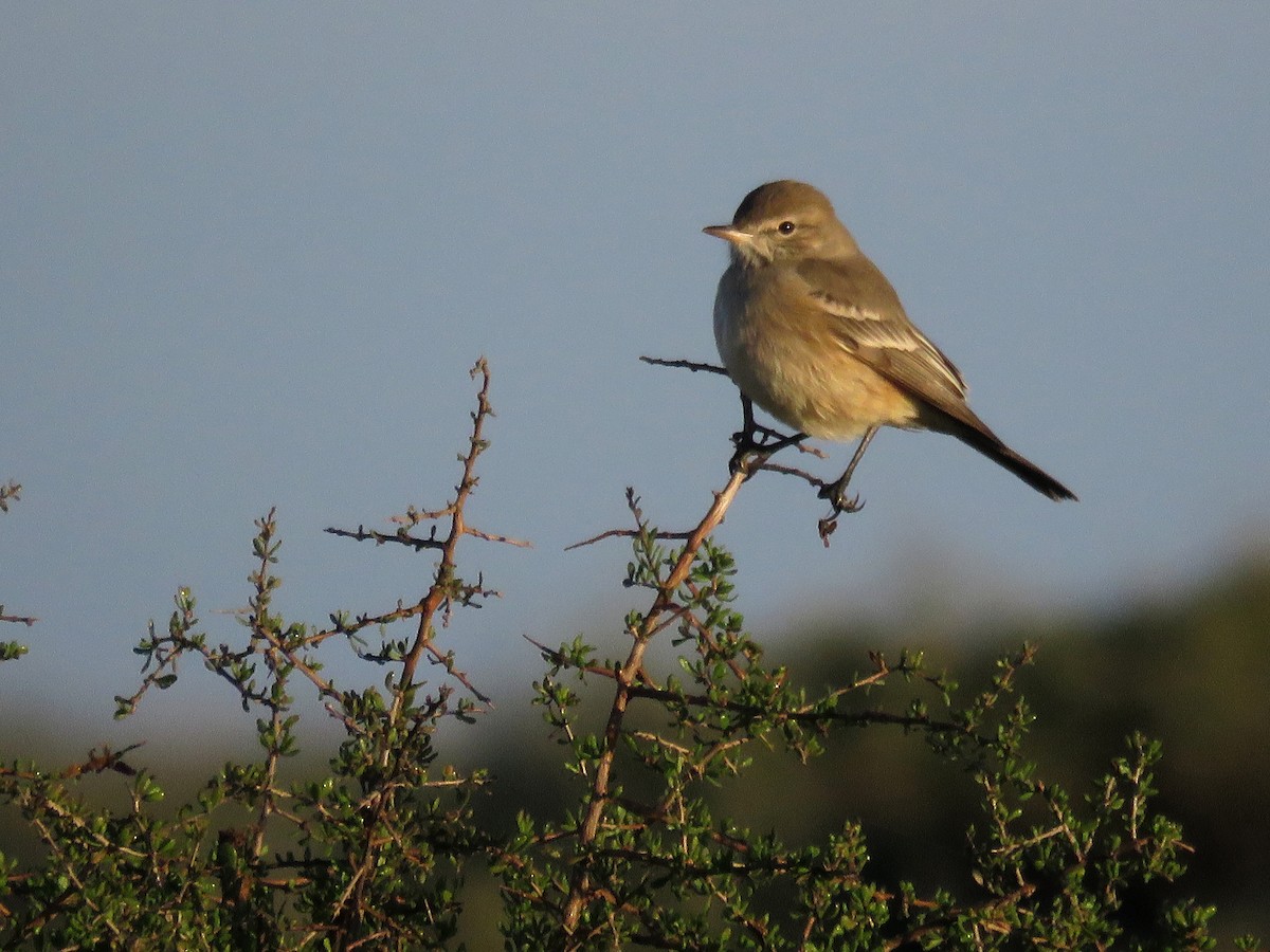 Lesser Shrike-Tyrant - ML620721872