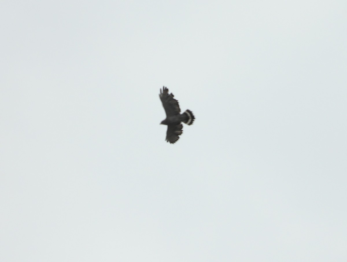 Broad-winged Hawk - Michael W. Sack