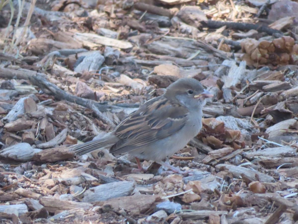 House Sparrow - ML620721875