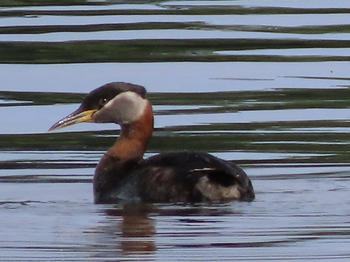 Red-necked Grebe - ML620721876