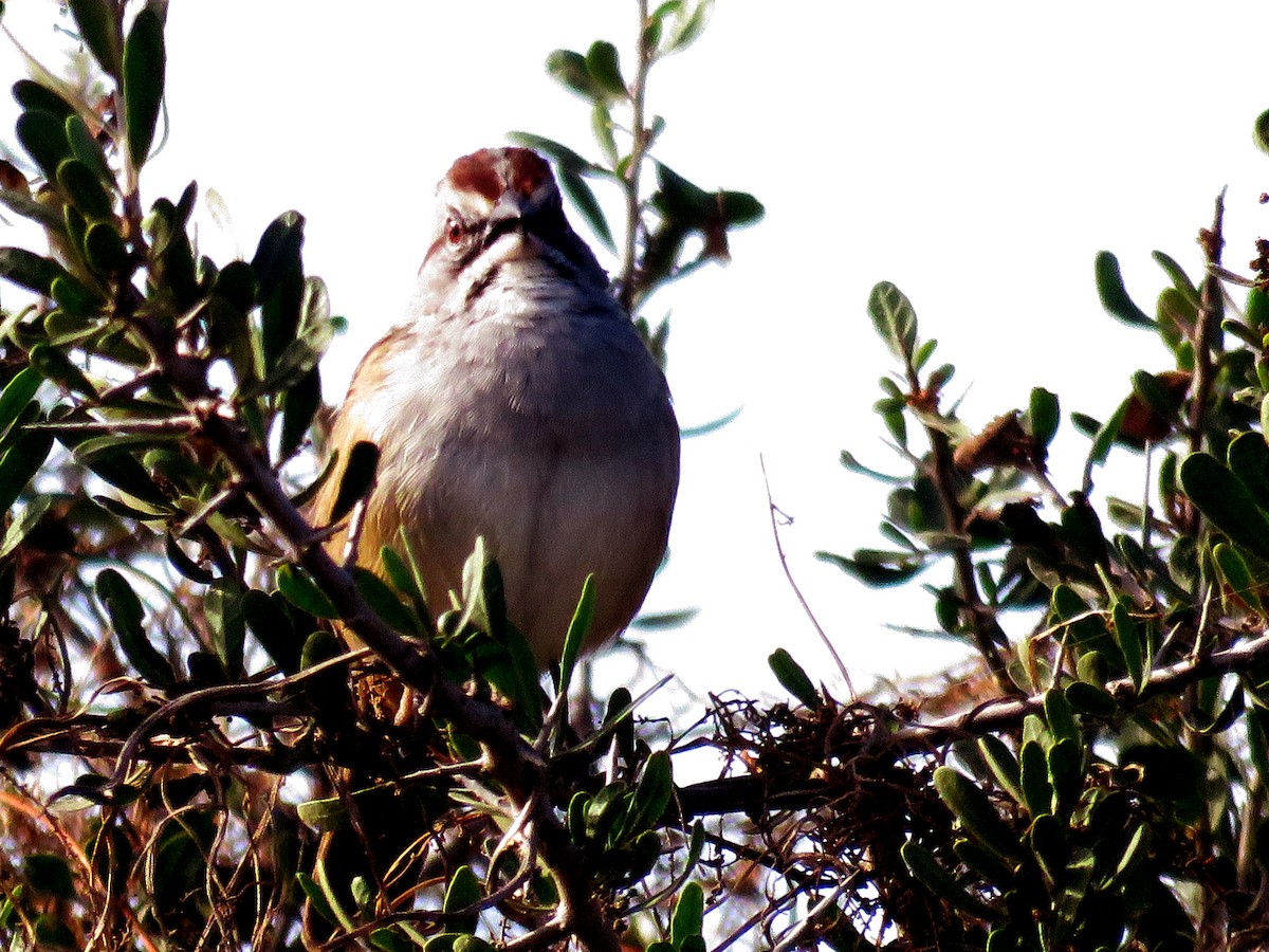 Chaco Sparrow - ML620721881