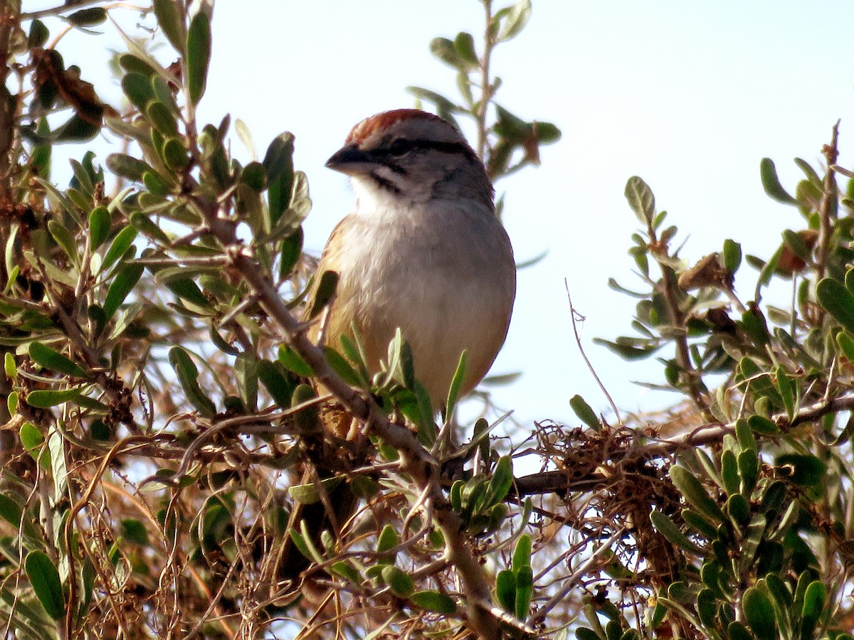 Chaco Sparrow - ML620721882