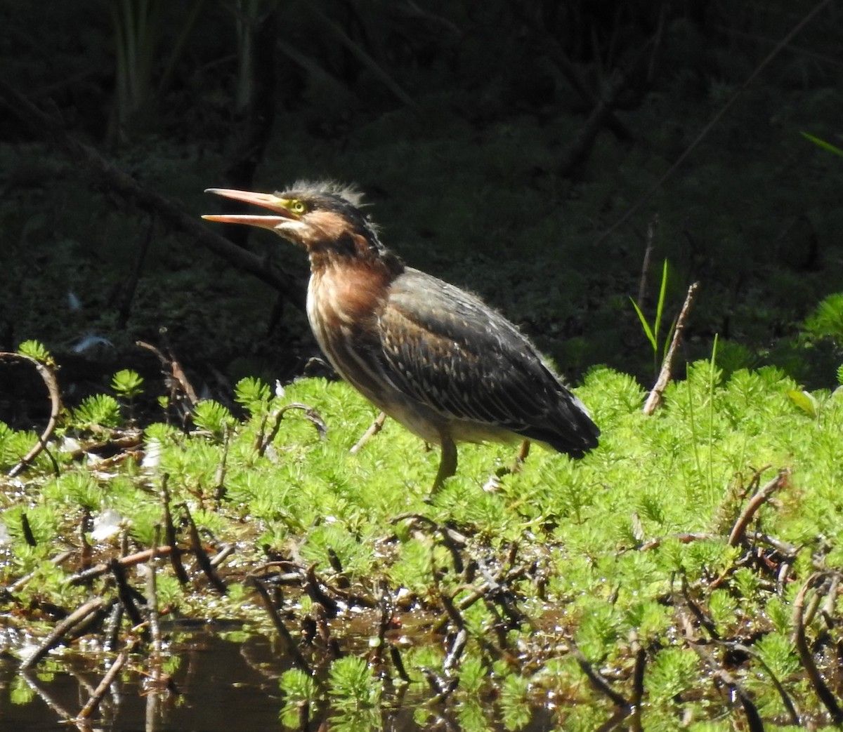 Green Heron - ML620721888