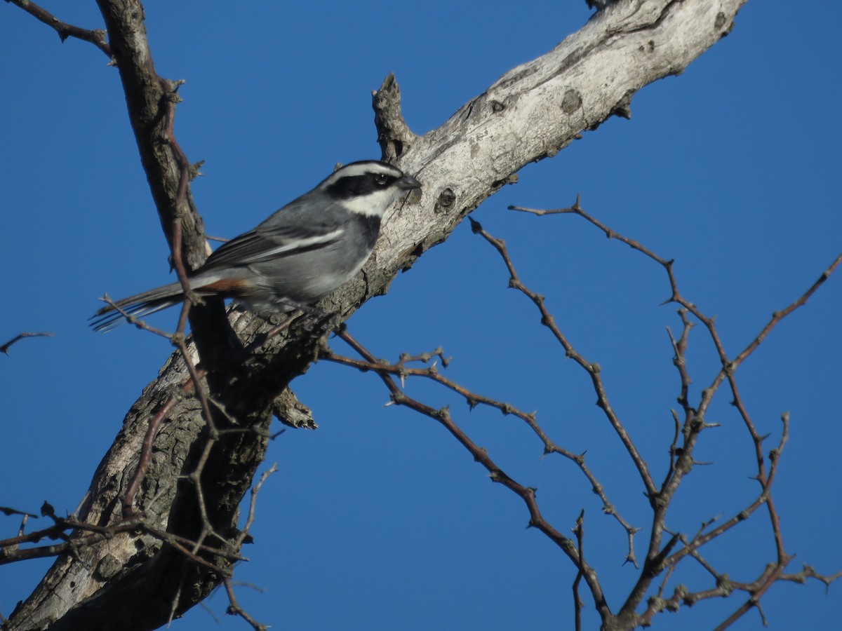 Ringed Warbling Finch - ML620721907