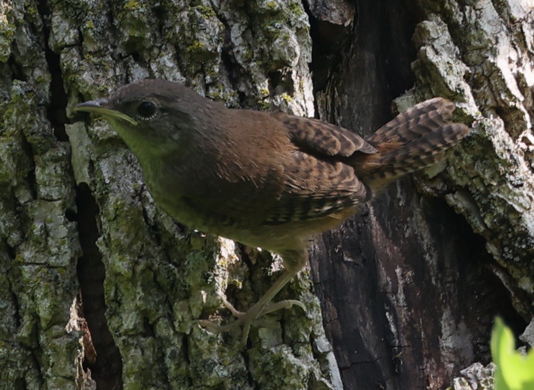 House Wren - ML620721908