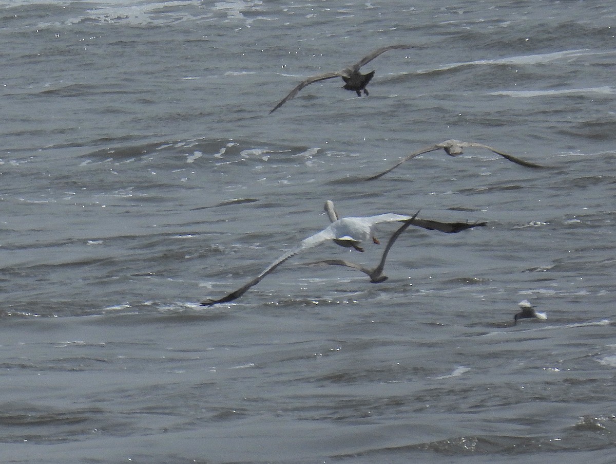 American White Pelican - ML620721909