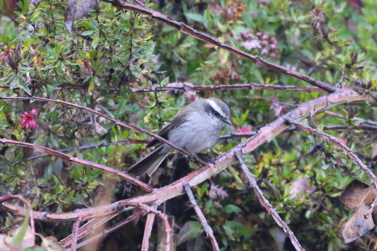 White-browed Chat-Tyrant - ML620721912