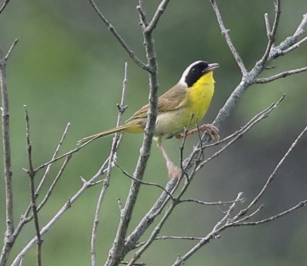 Common Yellowthroat - ML620721917