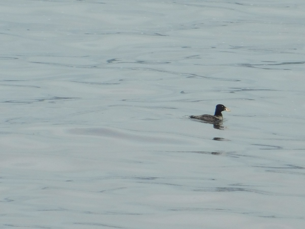 Surf Scoter - ML620721919