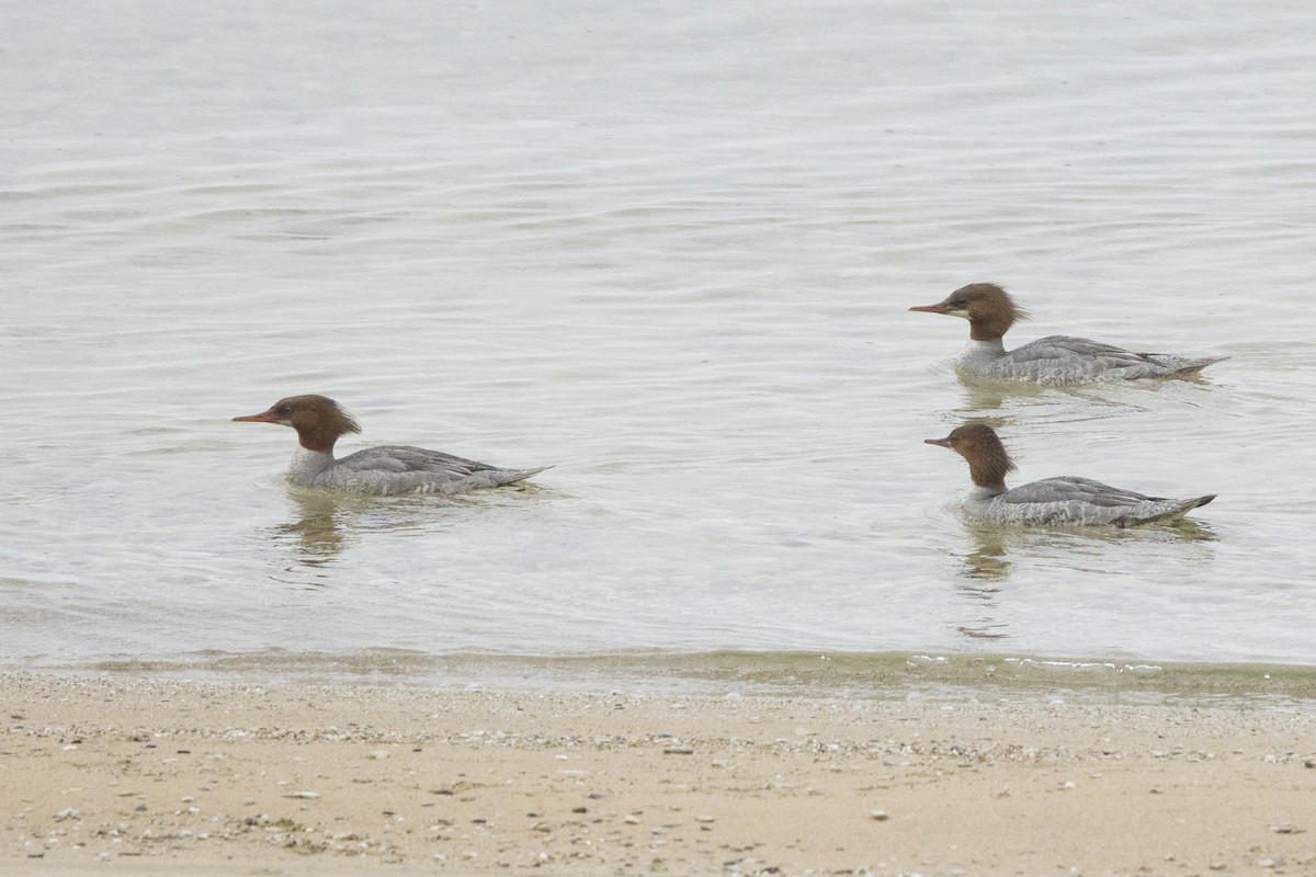 Common Merganser - ML620721921