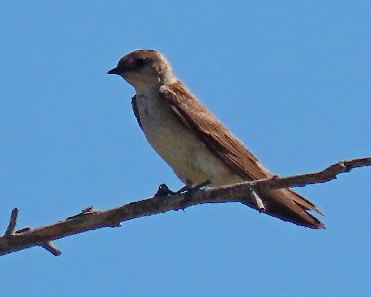 Northern Rough-winged Swallow - ML620721922