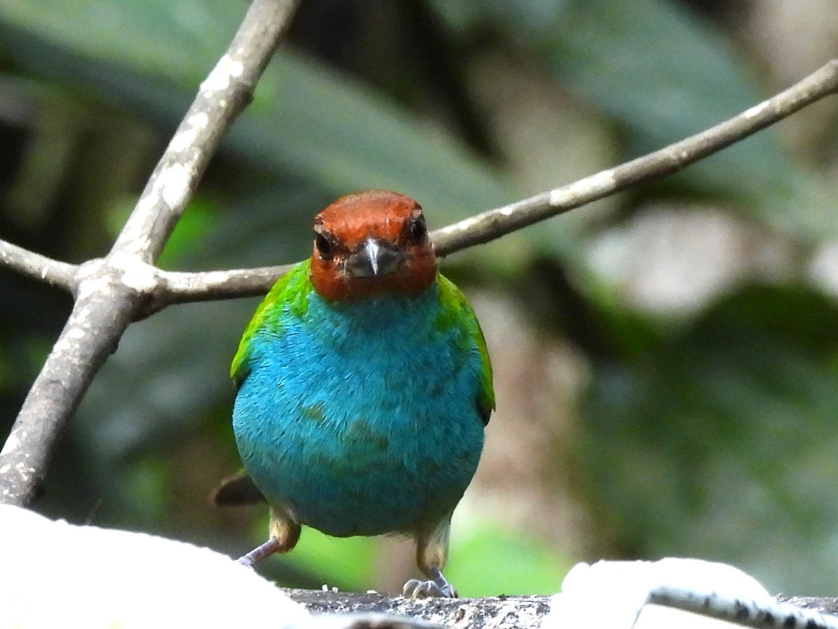 Bay-headed Tanager - ML620721929