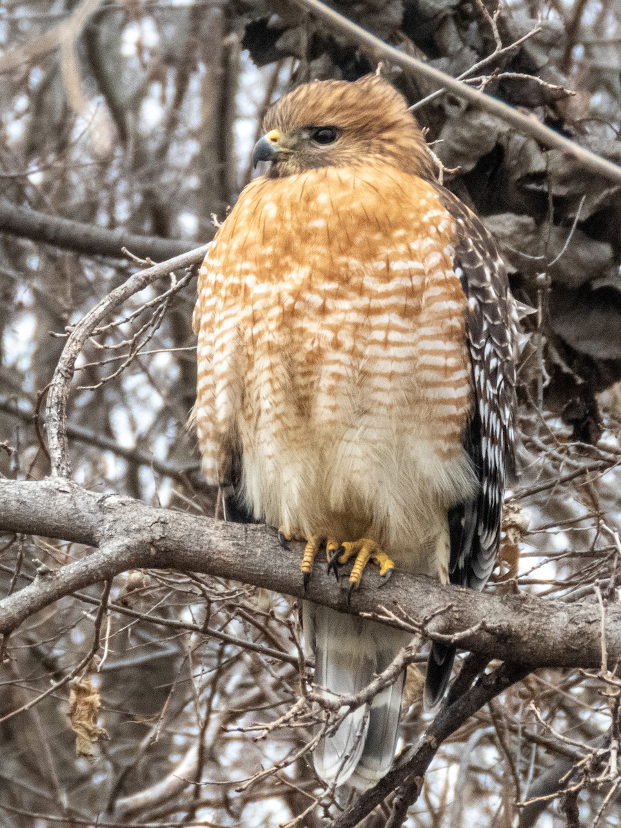 Red-shouldered Hawk - ML620721931