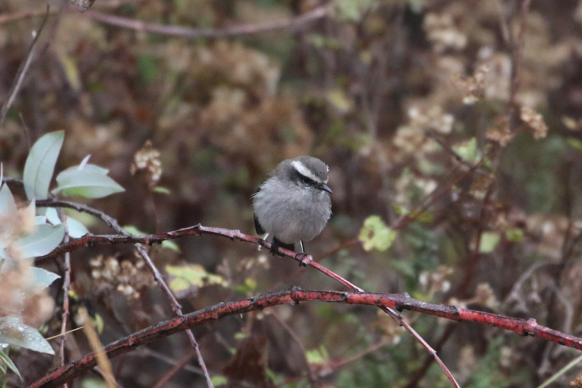 White-browed Chat-Tyrant - ML620721933