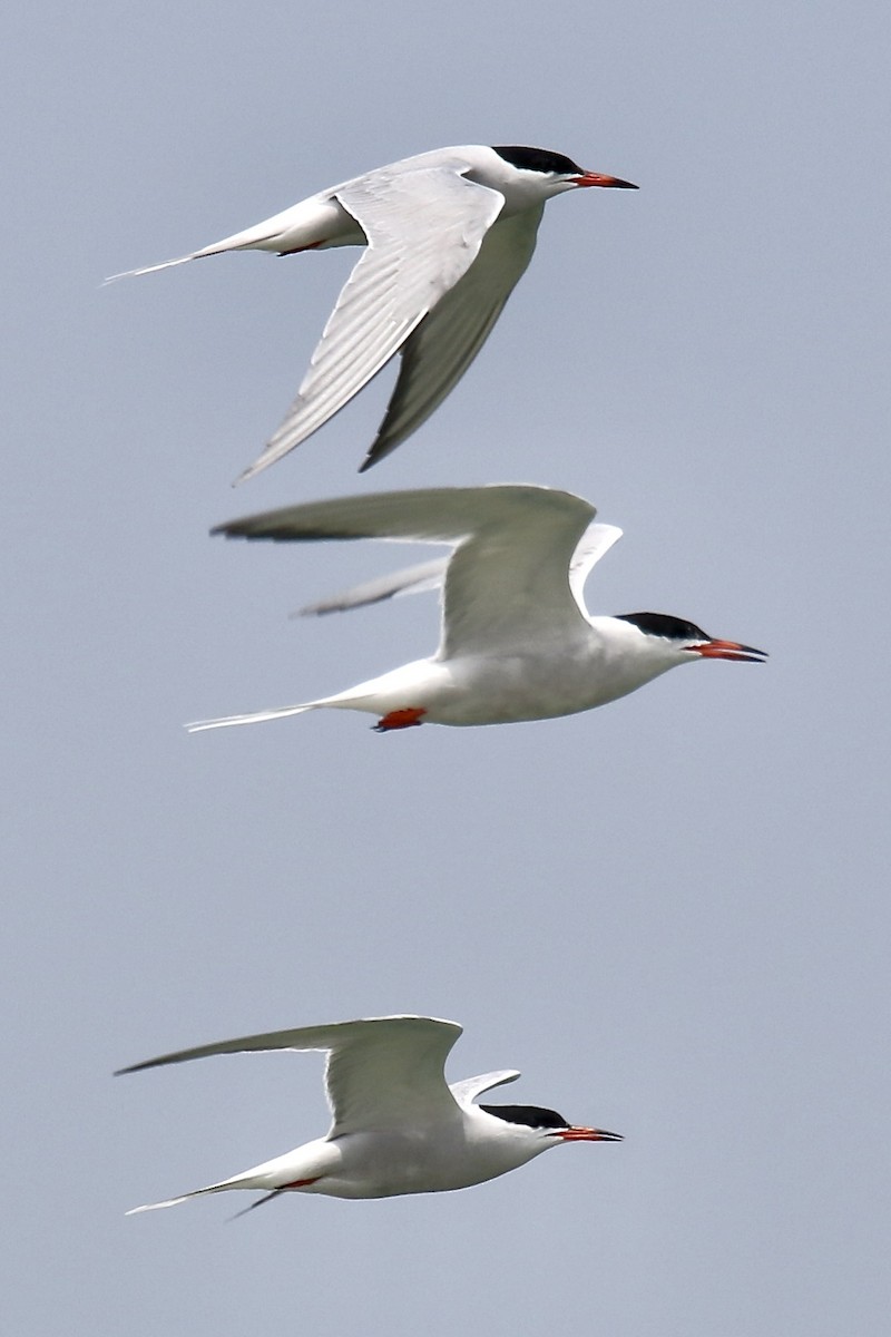 Common Tern - ML620721935