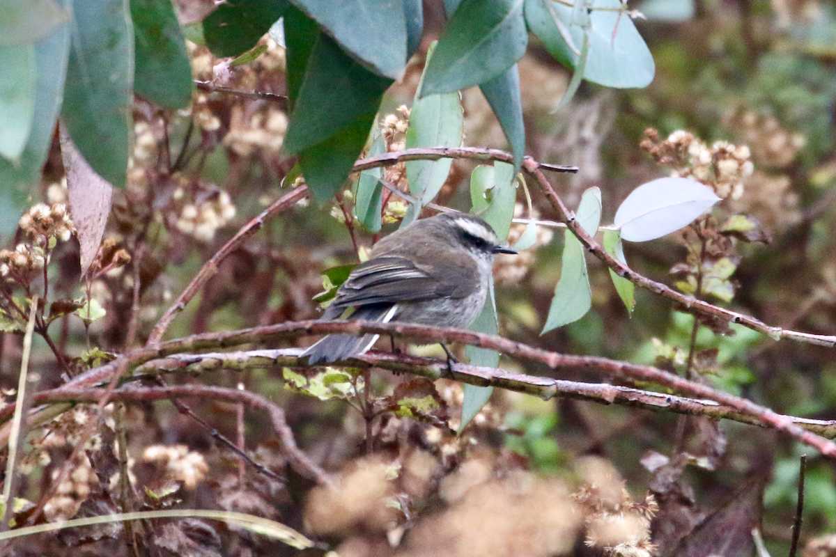 White-browed Chat-Tyrant - ML620721936