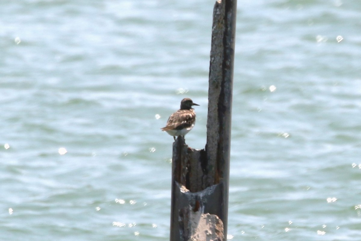 Ruddy Turnstone - ML620721938