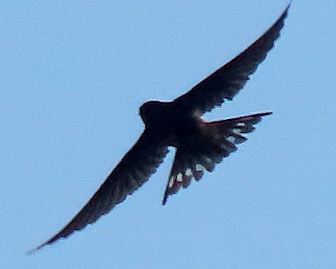 Barn Swallow - ML620721939