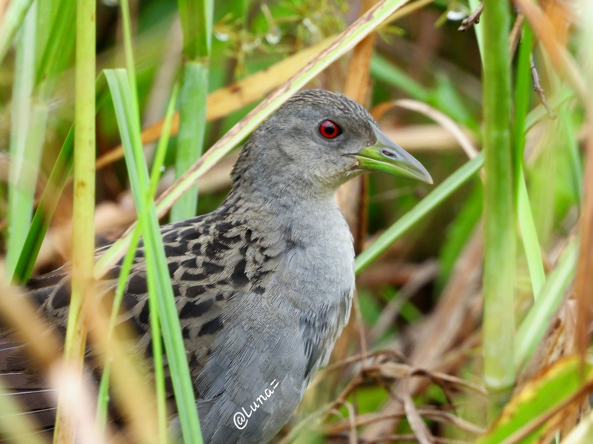 Ash-throated Crake - ML620721945