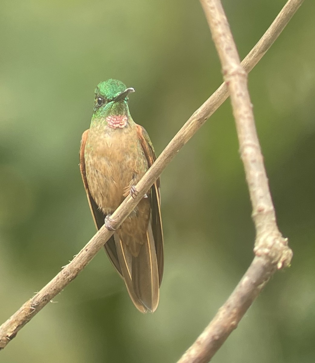 Fawn-breasted Brilliant - ML620721949