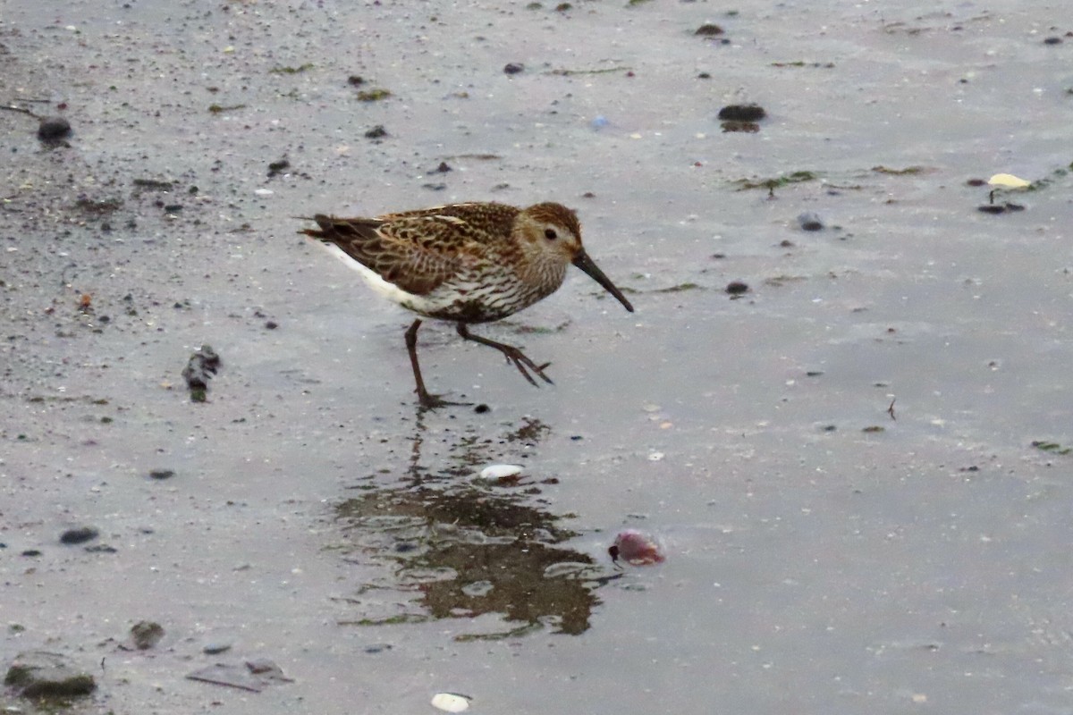 Dunlin - ML620721950