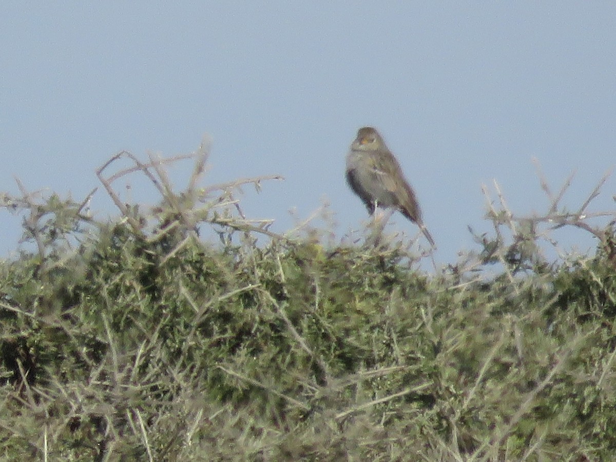 Carbonated Sierra Finch - ML620721951