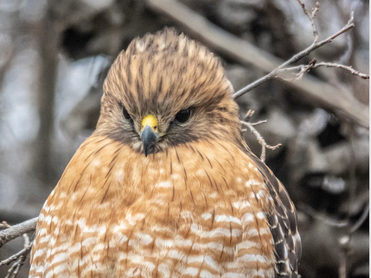 Red-shouldered Hawk - ML620721955