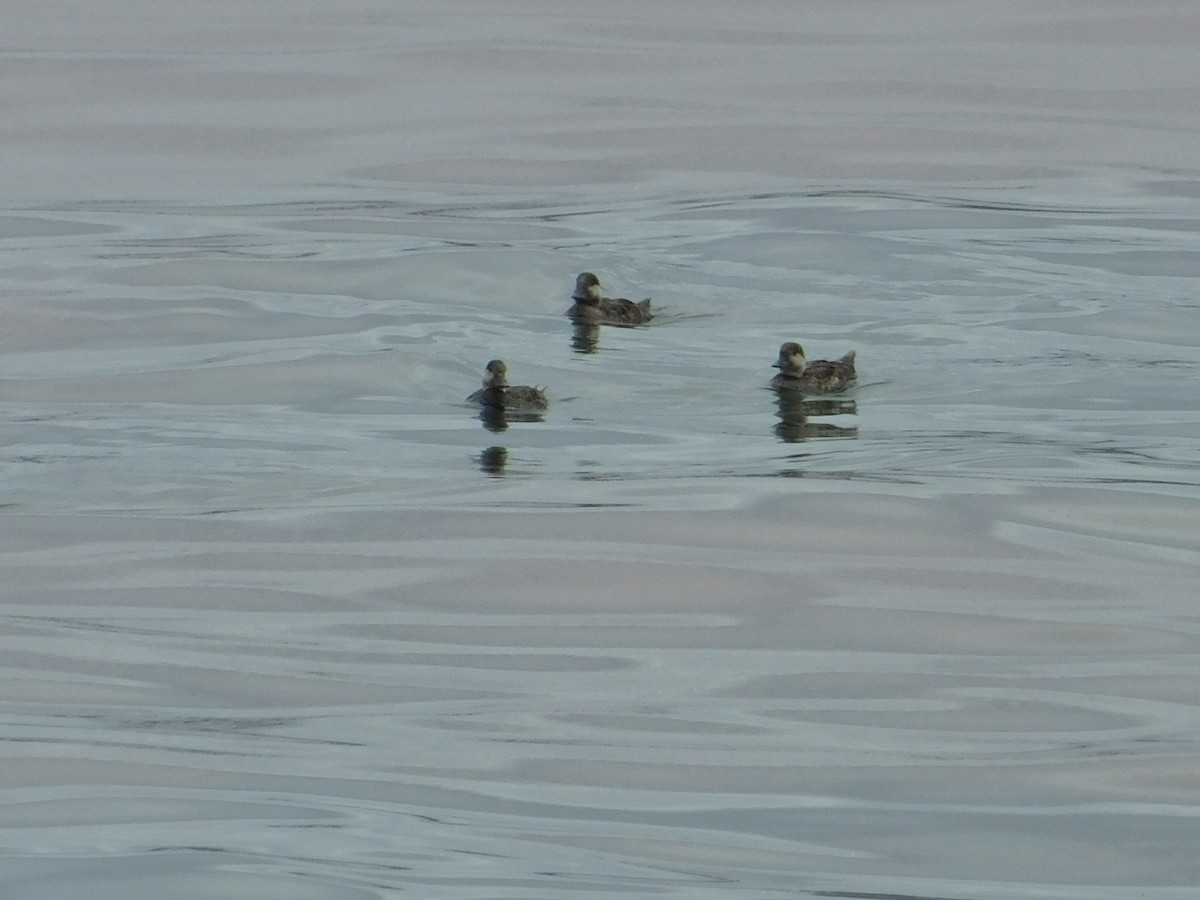 Black Scoter - ML620721959