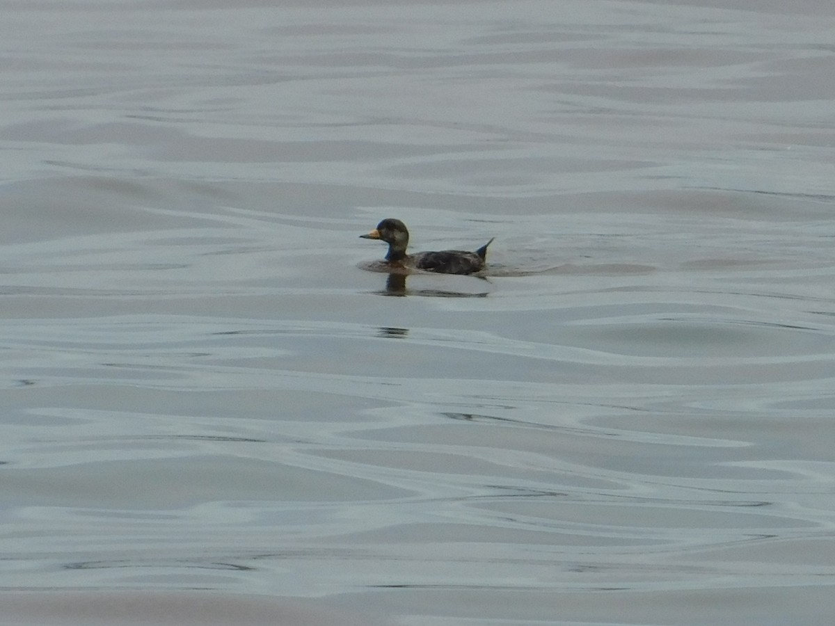 Black Scoter - ML620721960