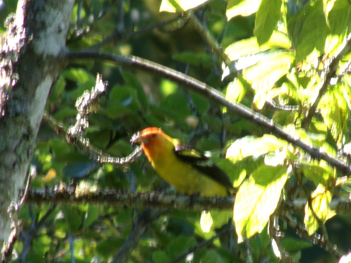 Western Tanager - ML620721963