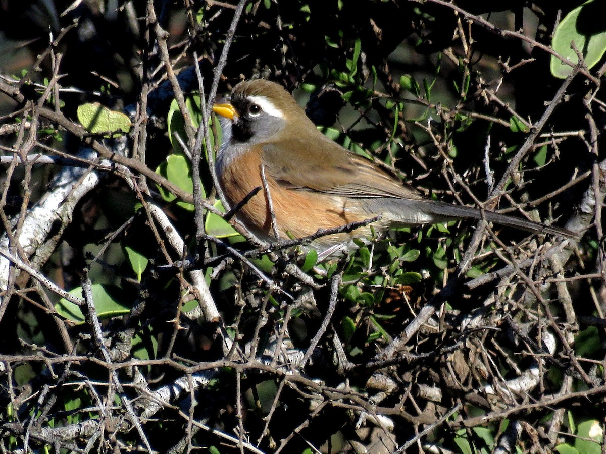 Many-colored Chaco Finch - ML620721966