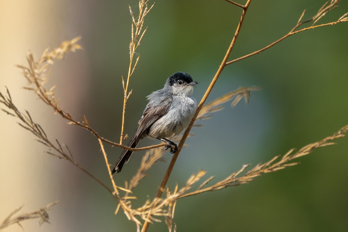 California Gnatcatcher - ML620721968