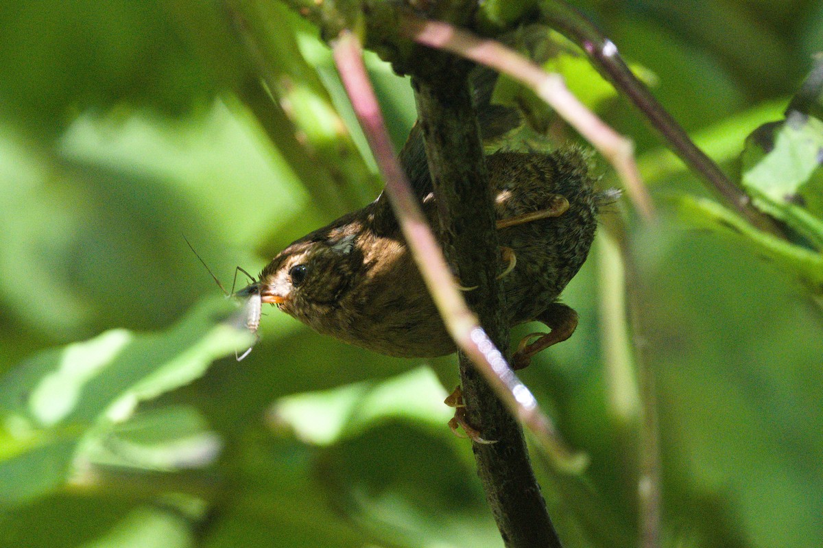 Pacific Wren - ML620721972