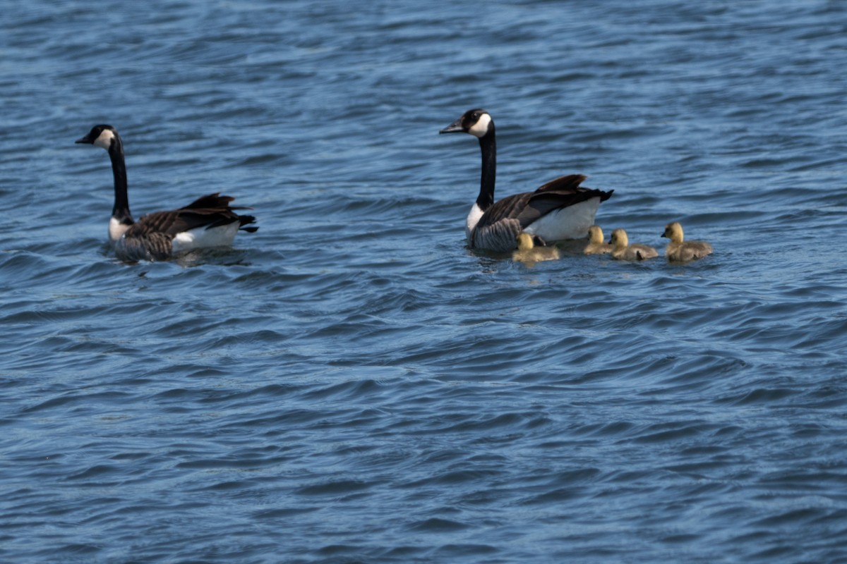 Canada Goose - ML620721973