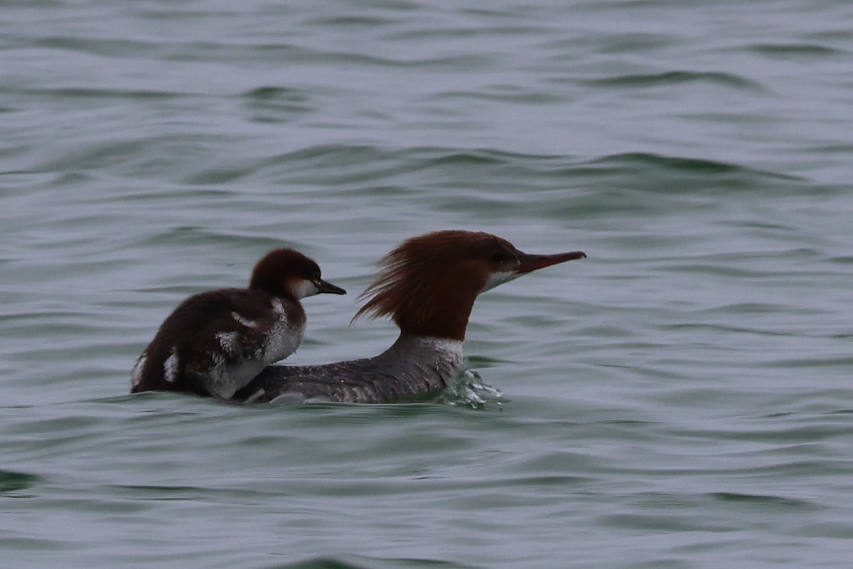 Common Merganser - ML620721974